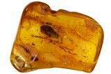 Fossil Ant (Formicidae) And Caddisfly (Trichoptera) In Baltic Amber #109460-4